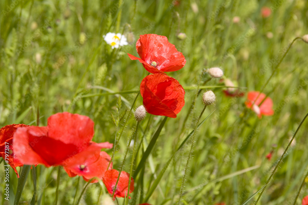 Obraz premium mohn 3