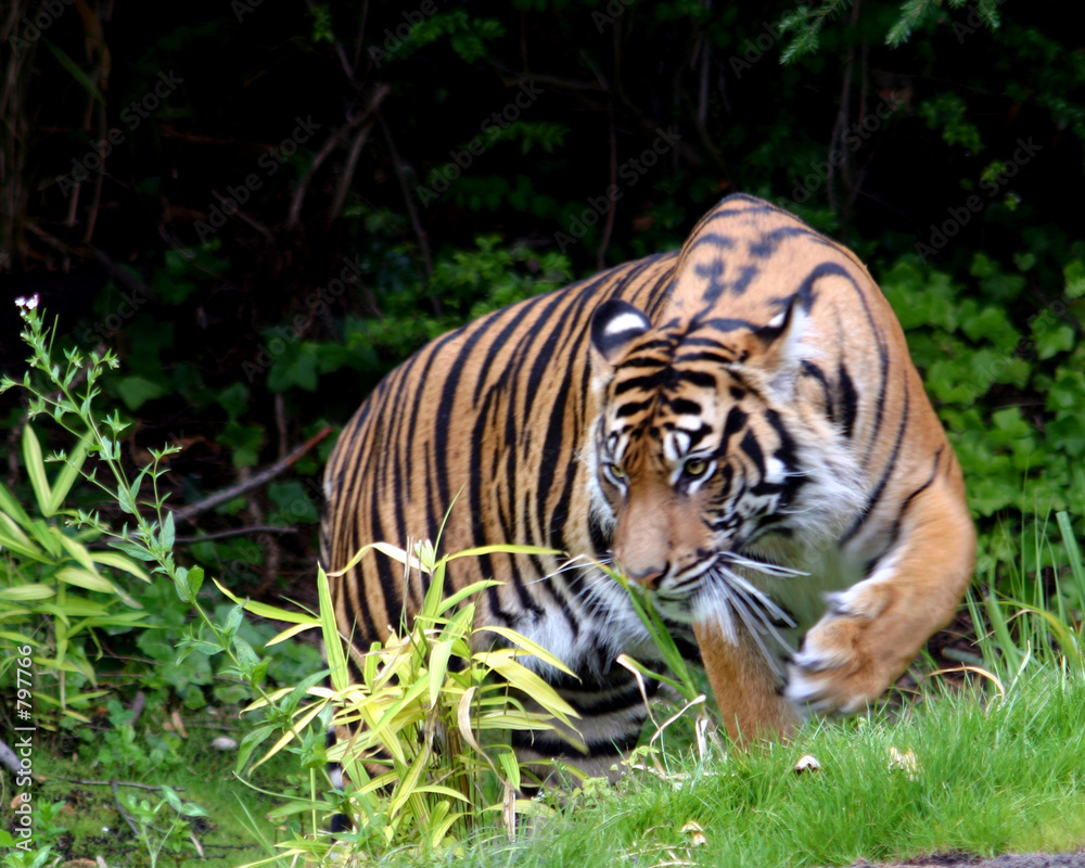 Obraz premium tiger