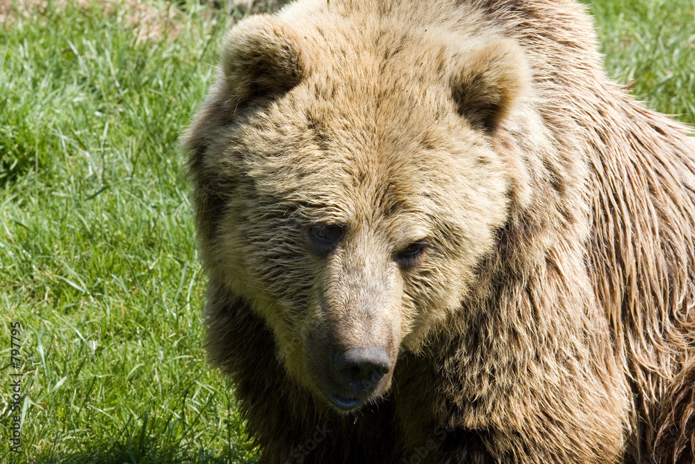 bear bear