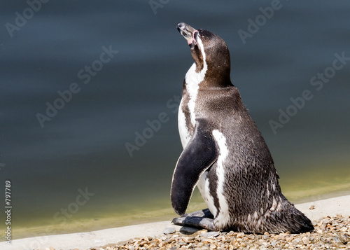 Quadro em tela humboldt penguin