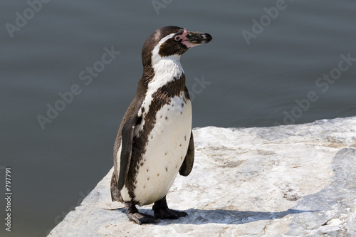 humboldt penguin