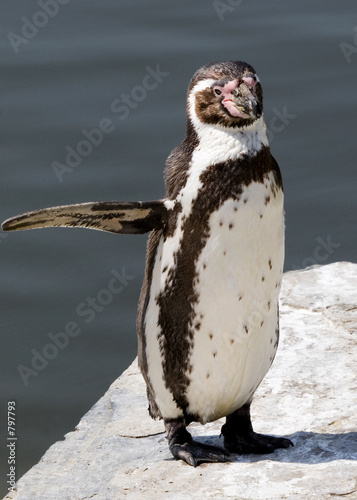 humboldt penguin
