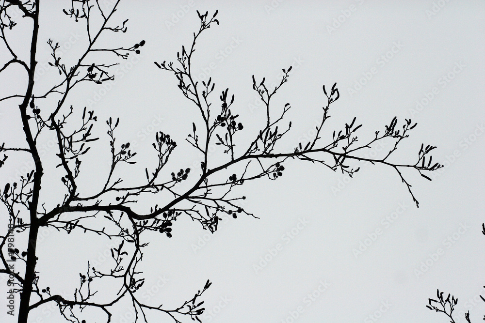 Naklejka premium branches
