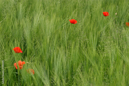 green grain