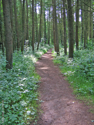 forest path