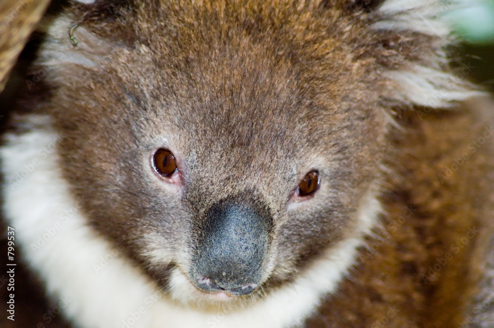 Φωτογραφία young koala closeup