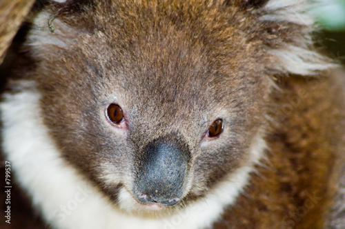 Canvas Print young koala closeup
