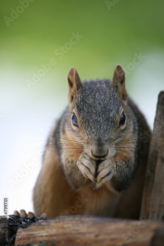 squirrel closeup © Sascha Burkard