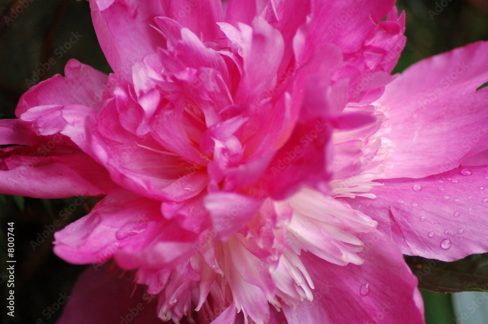 pink flower up-close 2
