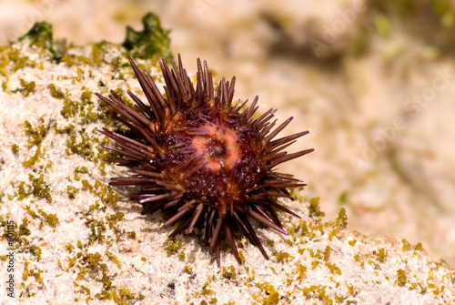Photography sea urchin