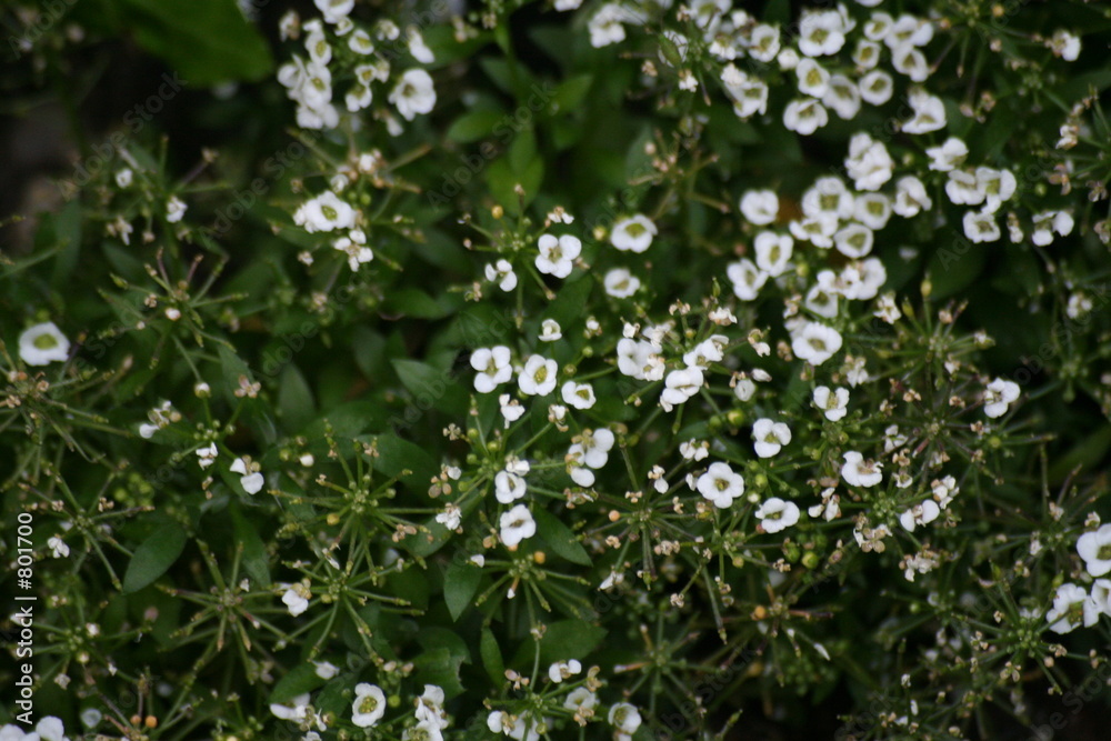 blume blume