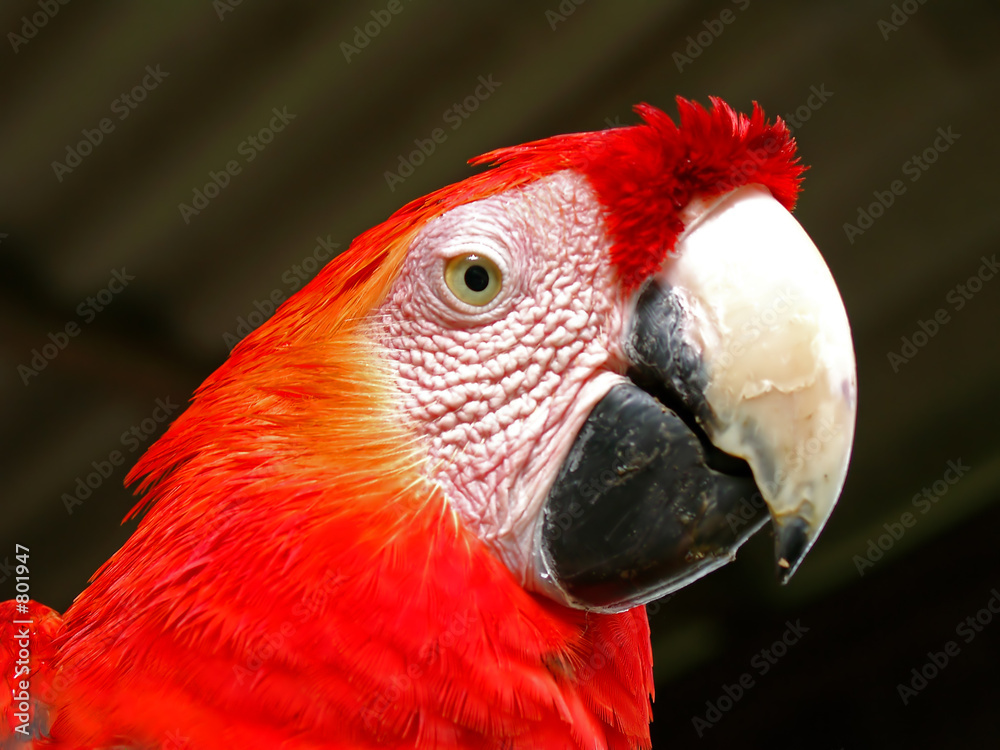 Fototapeta premium the parrot