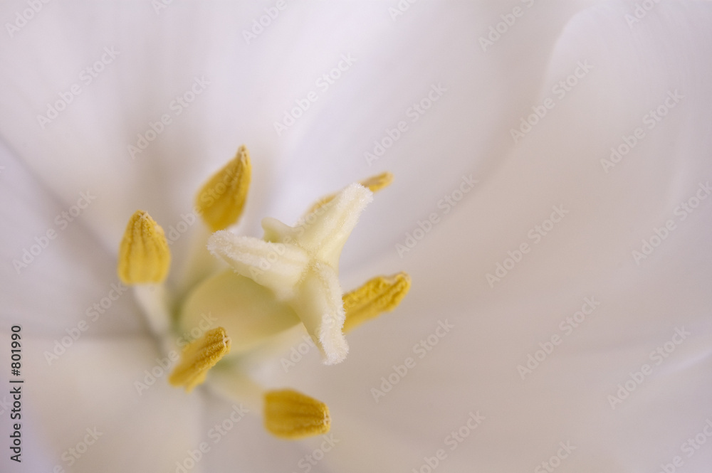 Obraz premium white tulip