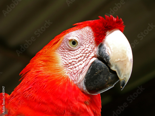 the parrot