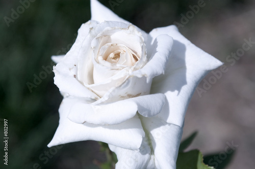 white rose photo