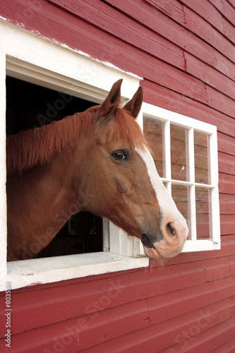 horse looks out window