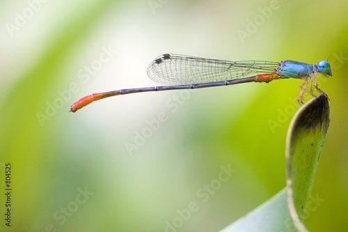 damselfly photo