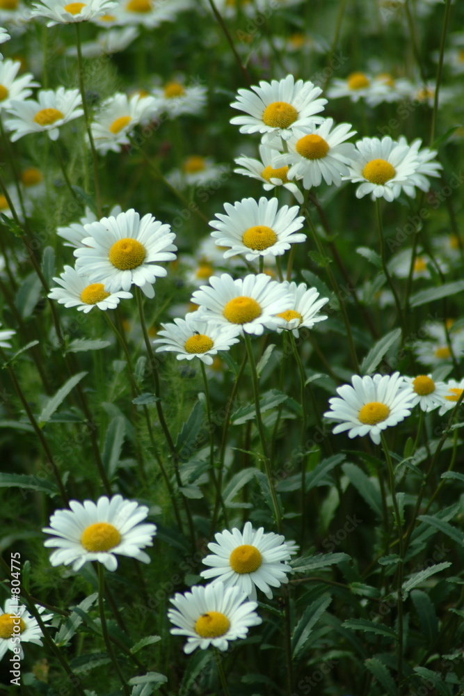 blumenwiese 1 blumenwiese 1