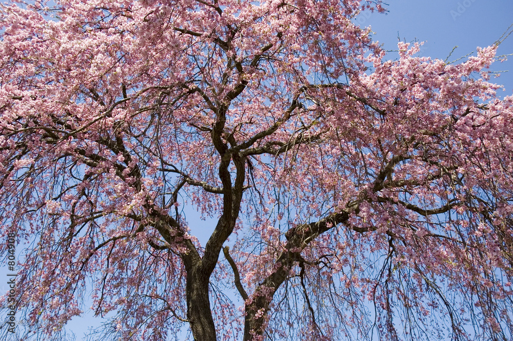 cherry tree cherry tree