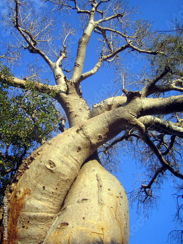 Valokuvatapetti baobab zamoureux