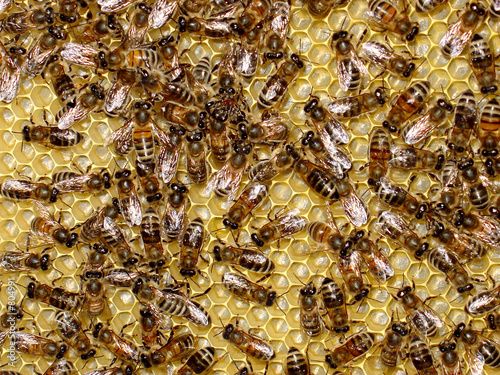 abeilles photo