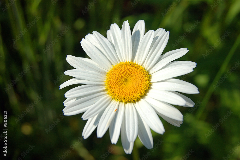 fleur fleur