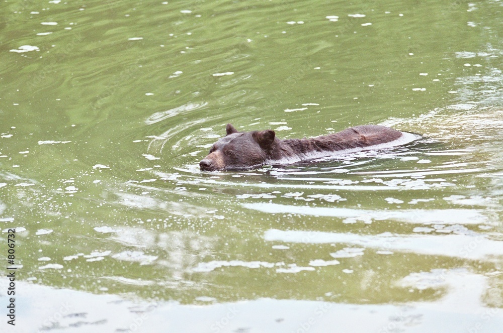 Obraz premium un ours a la baignade