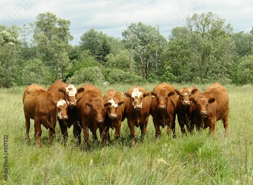 Fotografie cow family portrait