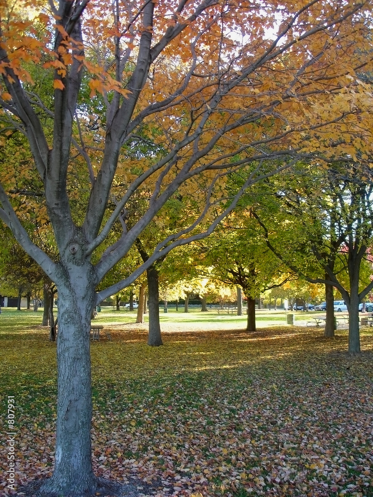 Naklejka premium autumn park