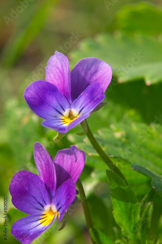 two violet flowers