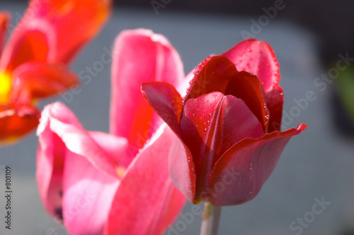 three different tulip flowers photo