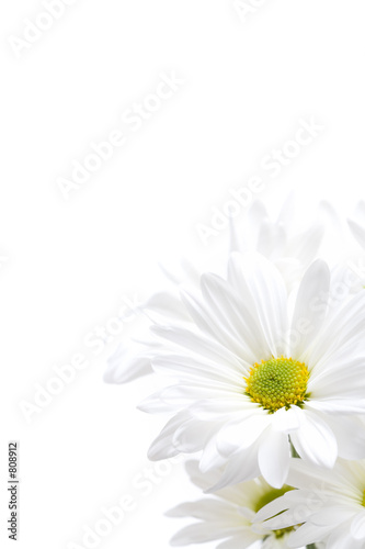 white daisies highkey