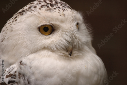 proteger la nature - hiboue - schneeeule