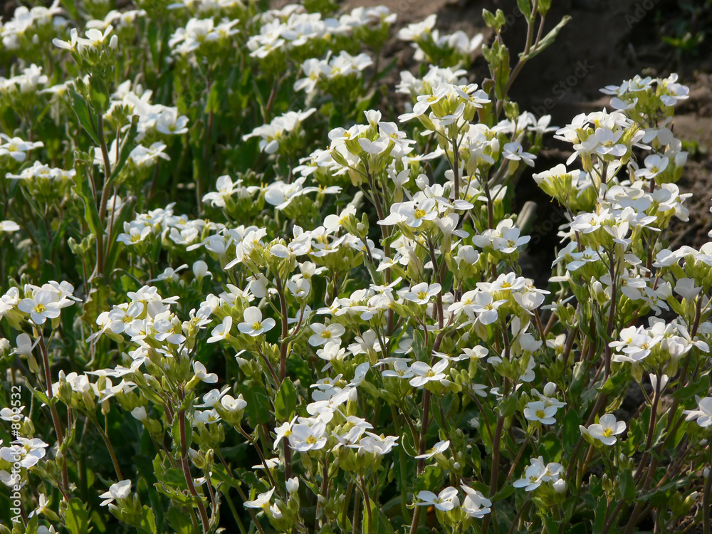 Obraz premium flower-bed with the white flowers