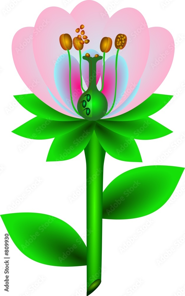 Fotografie flower