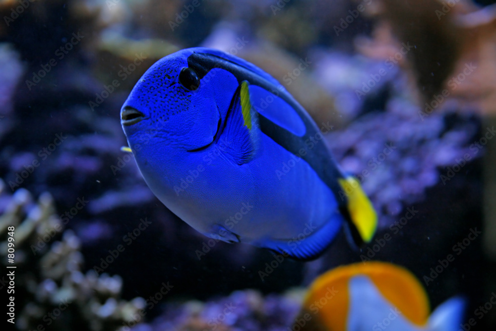 Foto blue tang