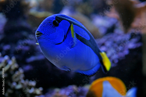 blue tang photo