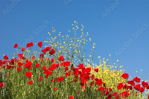 poppies and sky 4