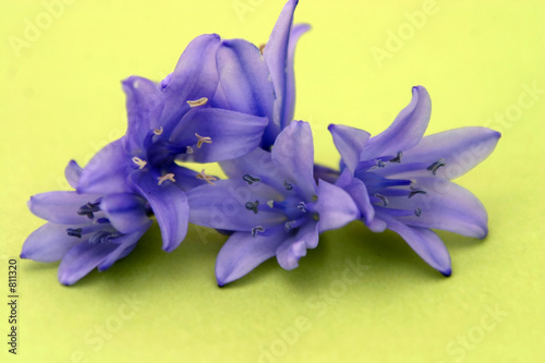 flowers isolated on green