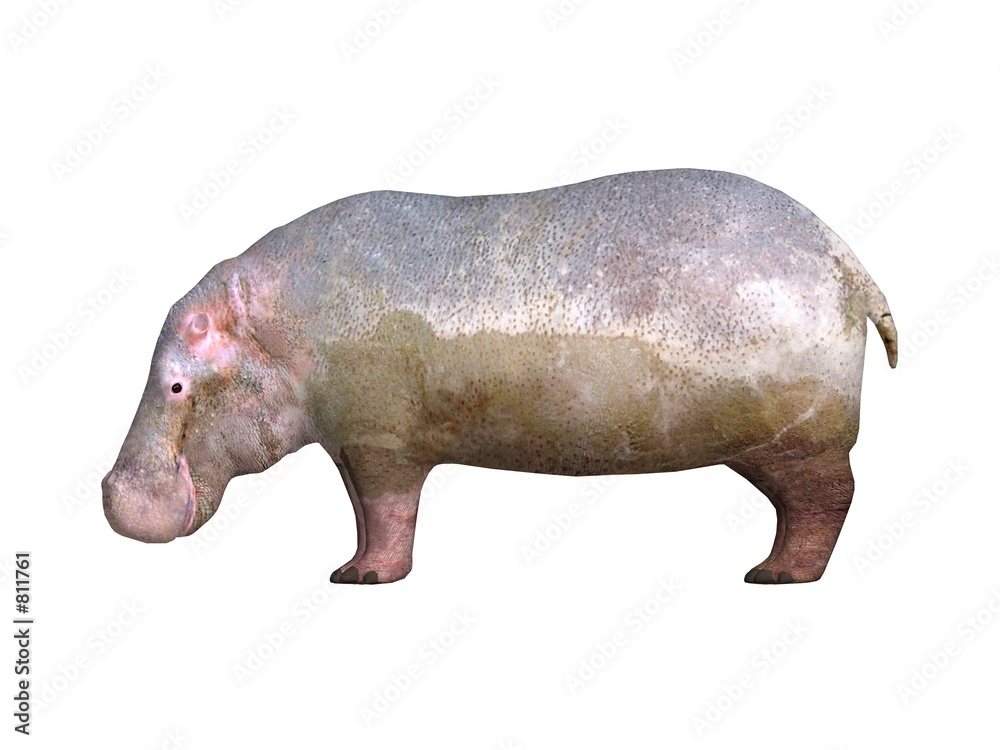 Fotografie hippo the hippopotamus