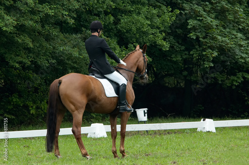 horse