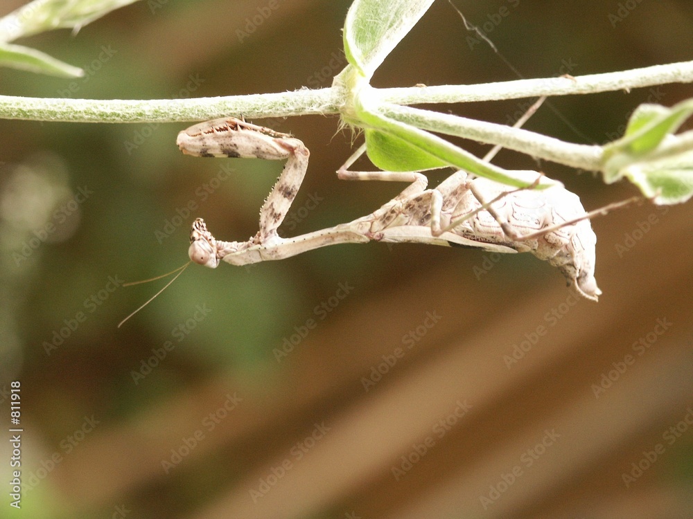 mantis..praying mantis..praying