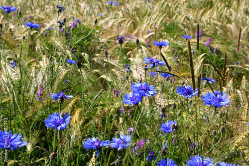 blés et bleuets photo