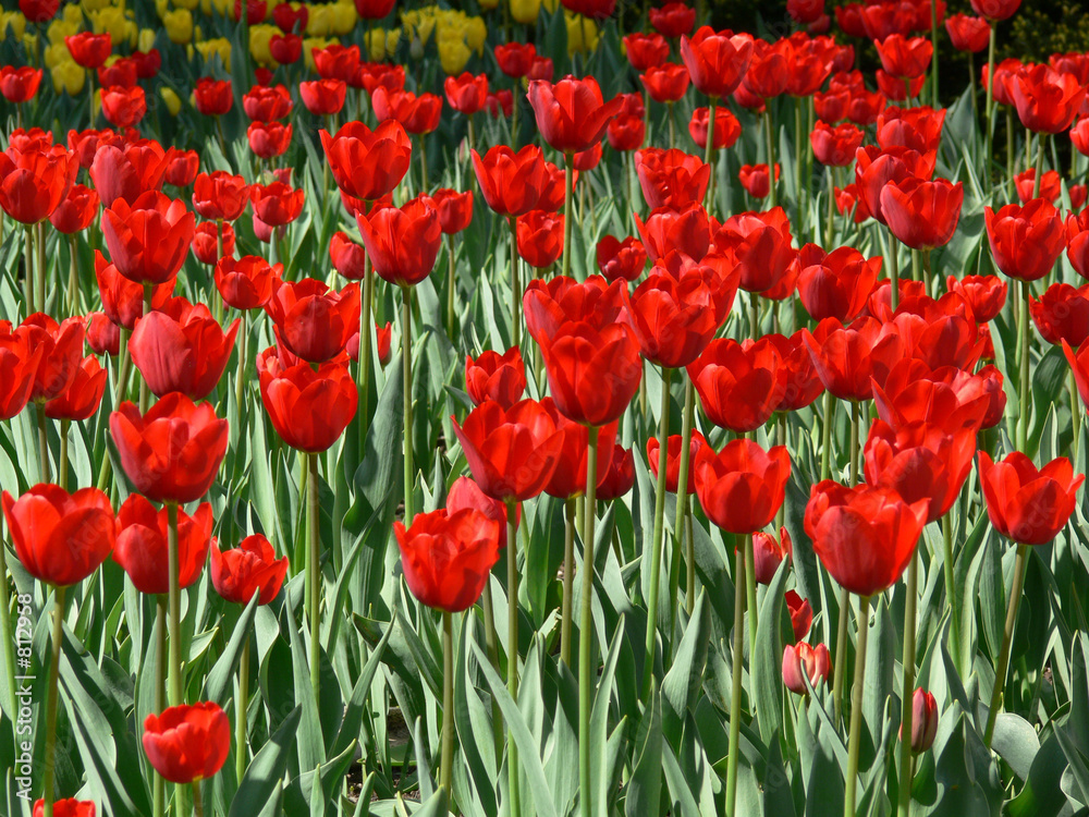 ny_tulips04 ny_tulips04