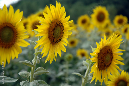 tournesol photo