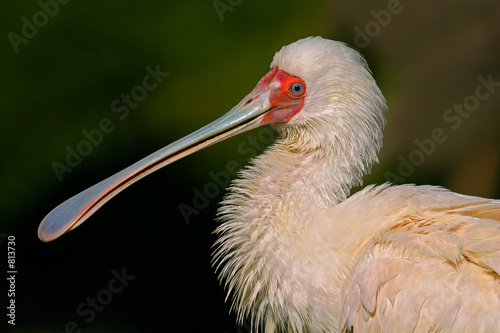 spoonbill