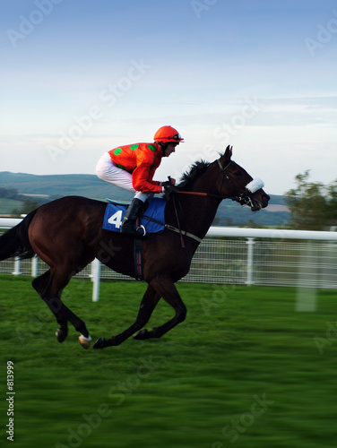racehorse
