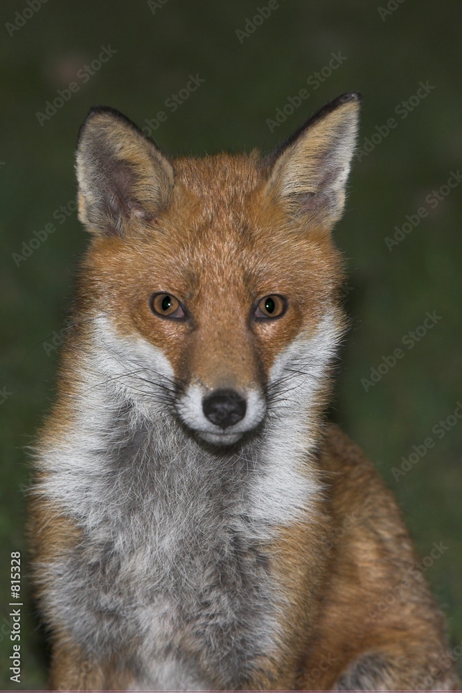 young fox young fox