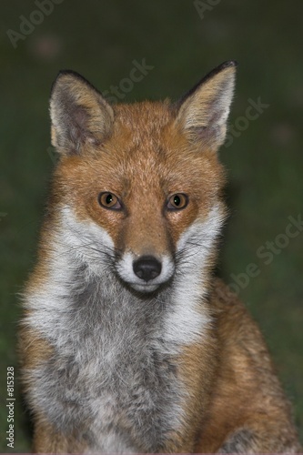 young fox © Graham Taylor