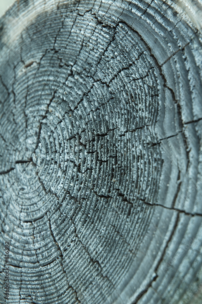 Fototapeta premium wood cut